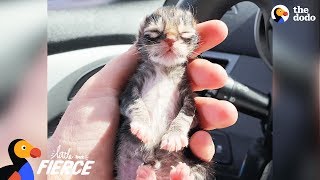 Newborn Kitten Who Was Frozen Solid Grows Up To Be Strong And Feisty  The Dodo Little But Fierce [upl. by Giarla]