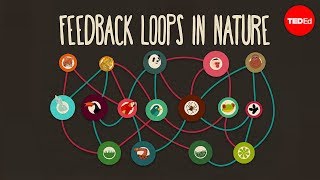 Feedback loops How nature gets its rhythms  AnjeMargriet Neutel [upl. by Anirbac]