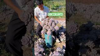 How to Harvest Succulents Like a Pro 多肉植物  다육이들  Suculentas plants [upl. by Tam]