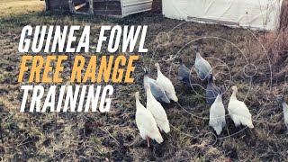 Guinea Fowl Free Range Training [upl. by Marko371]