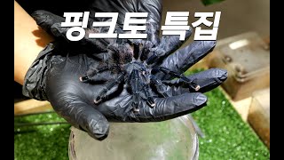 핑크토 특집 avicularia tarantula 타란툴라 타란툴라키우기 [upl. by Attenat]