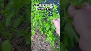 Kaprao basil or Thai holy basil basil plants herbs gardening [upl. by Groves]