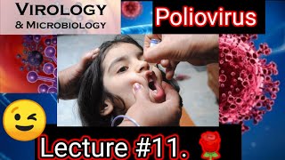 poliovirus 😢poliovirus microbiology poliovirus microbiology lecture 11 picornavirus replication [upl. by Yrrak]