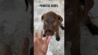 Perritos bonitos🤎  foryou dog parati perros perritosgraciosos [upl. by Julide30]