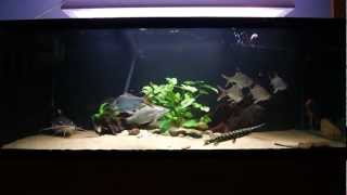 396 gallon Monsterfish tank feeding  SB RTC Lates stingray knifefish Gar [upl. by Haikan]