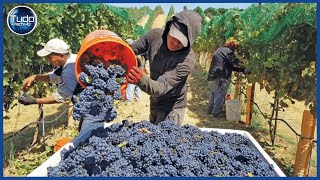 Incrível Processo de Cultivo e Colheita de Uvas para Produzir Vinho  As Uvas Mais Caras do Mundo [upl. by Annayak550]