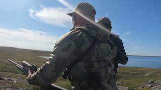 Muskox Hunt With Aylmer Lake Lodge Northwest Territory Canada [upl. by Odlamur978]