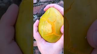 CANISTEL FRUITS satisfying shorts shortsvideo [upl. by Oirazan]