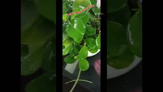 peperomiaindoorplants reels reelsshorts shortsviral shorts viralvideo video SabujBangla [upl. by Lucho293]