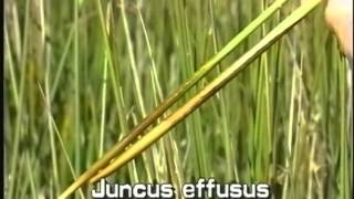 How to identify Soft rush Juncus effusus [upl. by Montfort]