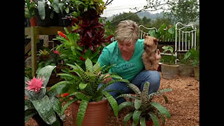 Building a Bromeliad Tower [upl. by Drofiar876]