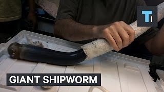 Giant shipworm just gave scientists new clues about some of the weirdest life forms on Earth [upl. by Alemat]