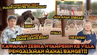 DISAMPERIN KAWANAN ZEBRA DI VILLA  PECINTA ZEBRA MERAPAT  INI ALASAN ZEBRA TIDAK UNTUK DITUNGGANGI [upl. by Sigsmond696]