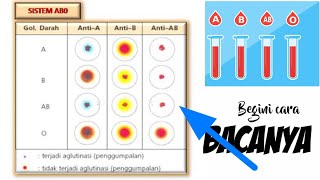 WOW  Begini ternyata cara baca golongan darah cuma 19 detik [upl. by Ester]