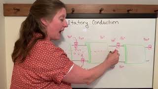 Lecture 14g Saltatory Conduction [upl. by Benedicto241]