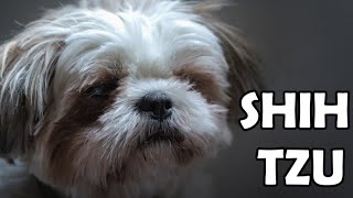 Shih Tzu  Historia charakter aktywność i choroby  Rasy Psów 5 [upl. by Ylrbmik]