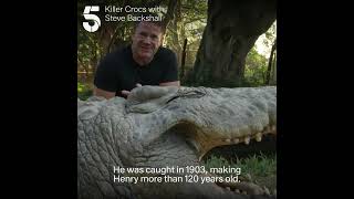 Worlds oldest crocodile [upl. by Yasui]