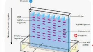 gel electrophoresis class 12 biotechnology [upl. by Elvina]