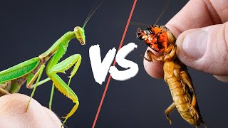 MANTIS vs MOLE CRICKET [upl. by Calli]