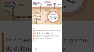 🤓 INMUNIDAD INNATA EN LA DEFENSA DE LOS MICROBIOS [upl. by Krueger]