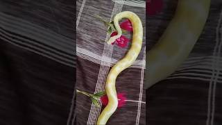 Albino Ball Python available for sale at Ameer Shuaibs setup India 🇮🇳 [upl. by Alesandrini360]