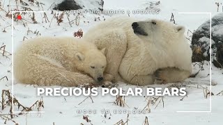 Precious Polar Bears  More to Explore [upl. by Bakemeier]