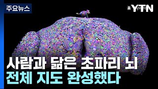 사람과 닮은 초파리 뇌 전체 지도 완성했다  YTN [upl. by Miche]