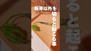 【観葉植物】新芽以外をカットすると、こうなります。 ツピタンサス 植物 houseplants ツピダンサス [upl. by Ibob]