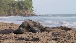 Leatherback turtle Dermochelys coriacea digging a nest Trinidad West Indies [upl. by Sweeney870]