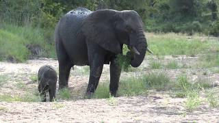 Baby Elephant playing  Kruger National Park [upl. by Herzberg]