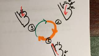 CONTRACTION CARDIAQUE [upl. by Ocin]