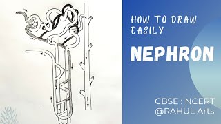 How to draw Nephron diagram  Class 10  Biology Science  CBSE syllabus  NCERT class 10 [upl. by Won]