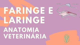 FARINGE Nasofaringe OrofaringeLaringofaringe e LARINGE  Anatomia Veterinária [upl. by Seidler927]