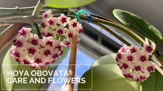 Hoya Obovata Care and Flowers [upl. by Ecilef]