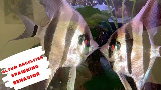 Altum Angelfish Spawning Behaviour and Courtship [upl. by Millhon139]