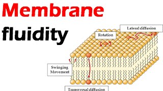 Membrane fluidity [upl. by Yrocaj]