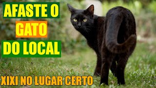 COMO AFASTAR GATO DO LOCAL seu ou do vizinho VÃRIAS DICAS [upl. by Keeton]