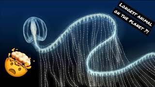 THE LONGEST ANIMALS ON EARTHSIPHONOPHORES Order siphonophora [upl. by Gavra191]