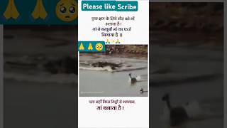 Hiran ne apne bacche Ke Khatir Apni Jaan Gavai animals 🥺🥺🙏 cut from video YouTube short [upl. by Roos]