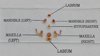 MOUTH PARTS OF COCKROACH Periplaneta sp [upl. by Cuthbert168]