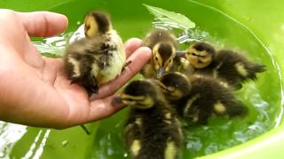 Patitos bebés patos salvajes se pueden domesticar [upl. by Gemoets3]