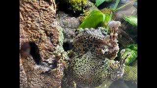 Vietnamese Mossy Frog rehouse part 2 [upl. by Dlanigger]