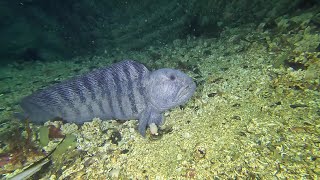 Dive site Tuvveggen in Saltstraumen Norway  Dykning vid Tuvveggen Saltströmmen [upl. by Gilemette707]