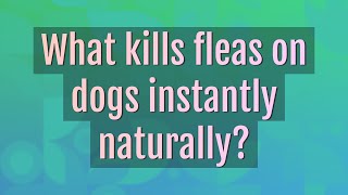 What kills fleas on dogs instantly naturally [upl. by Azzil]