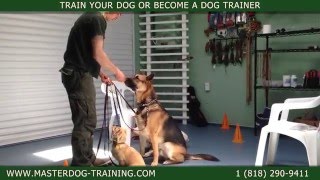 Master Dog Training  One Owner  Multiple Dogs  Dog Training Classes [upl. by Inneg932]