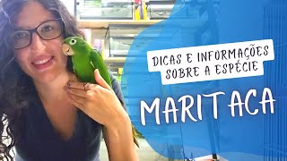 TUDO SOBRE MARITACA PERIQUITÃO MARACANÃ  UDP [upl. by Aynnek]