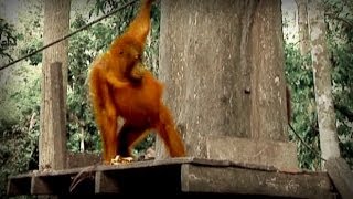 Jungle of the Red Spirit full documentary [upl. by Dido]