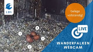 Viertes Ei und Futterübergabe  LBVWanderfalkenwebcam 2021 [upl. by Lavina]