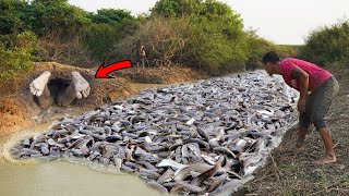 Technique Amazing Catching A lot Big Catfish Back Water Flooding Season [upl. by Clyde]