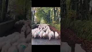 🐾🐑 Smart Border Collie Saves the Day Herding Sheep with Speed and Skill 🌟🚀 [upl. by Blasien]